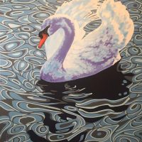 Mute Swan