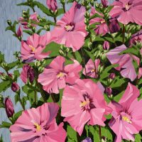 Rose of Sharon