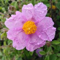 Pink Flower