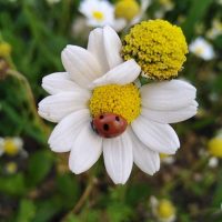 White Flower