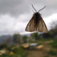 Moth