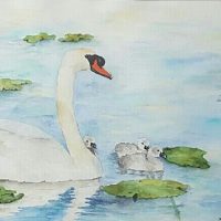 Swans