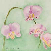 orchids