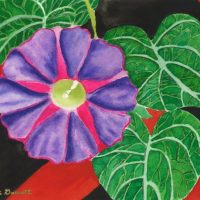 gloire-du-jardin(flower) 