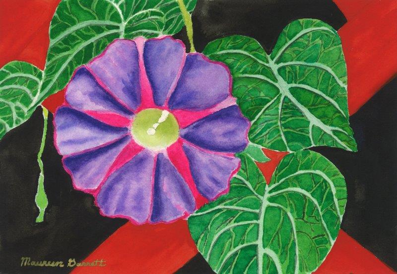 gloire-du-jardin(flower)