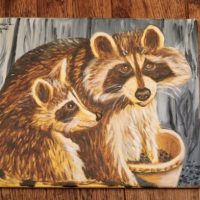 Racoon