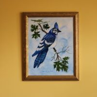 Blue Jay