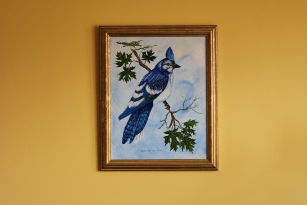 RB_Blue Jay